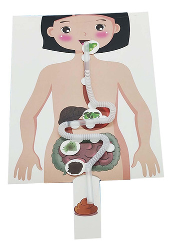 Sistema Digestivo Humano, Modelo De Enseñanza De