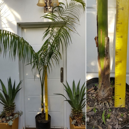 Palmera Imperial Real Cubana Roystonea Regia Granpalmera 2m