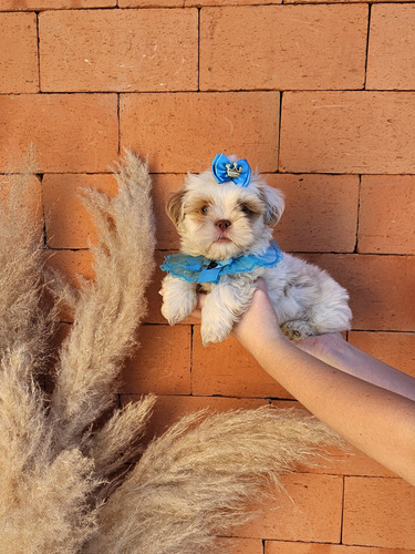 Criação Responsável De Cães De Raça