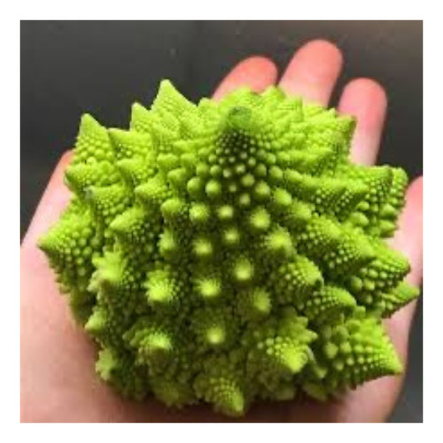 Semillas Orgánicas De Brócoli Romanesco Para Huerta