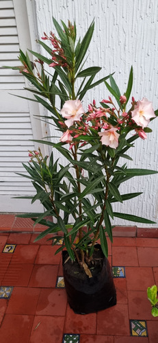 Laurel De Jardin/flor Envase 10 Litros Rosa Doble