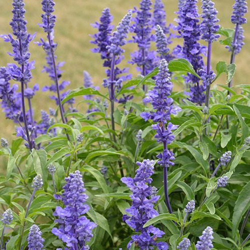 Salvia Farinacea Cajon X10u Excelentes! Farinacea
