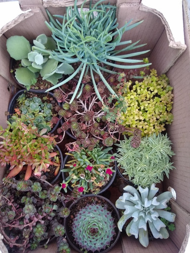 Imagen 3 de 8 de Caja De Cactus Y Suculentas 12pzs / Para Maceta De 4