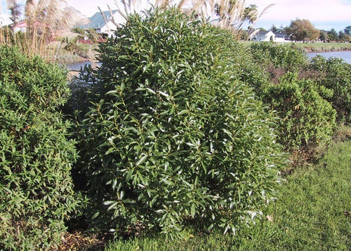 Semillas Myoporum Acuminatum O Mioporo 