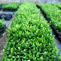 Comprar Semillas De Limón Ornamental Swinglia Cerca Viva X100g Y A