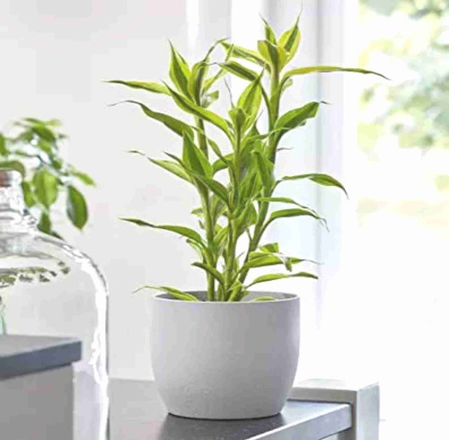 Bambuzinho Da Sorte Variegata P17