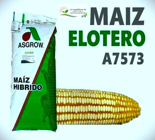 Semilla De Maíz Elotero 7573 Asgrow 1 Kg Agranel/tratamiento