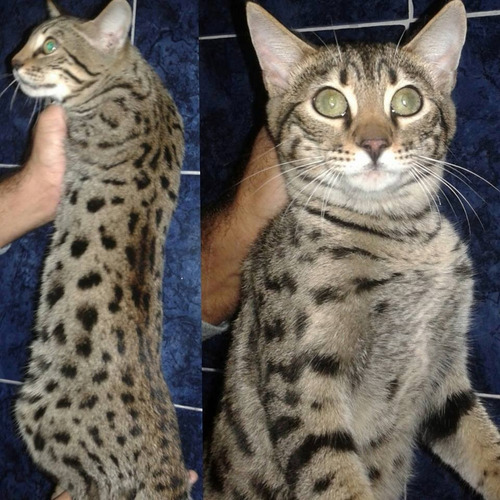 Finhotes De Gato Bengal