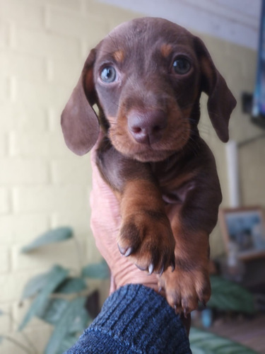 Hermosos Cachorros Dachshund 