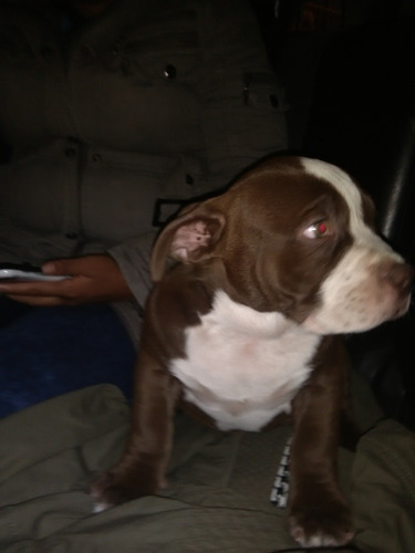 Imagen 2 de 2 de Cachorro American Bully De Tres Meses