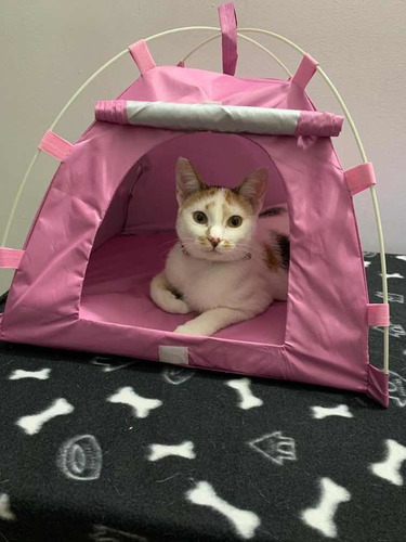 Carpa -casa -para Gatos O Perros Pequeños