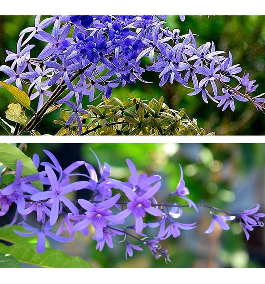 Mudas De Petreia Viuvinha Plantas Raras | MercadoLivre 📦