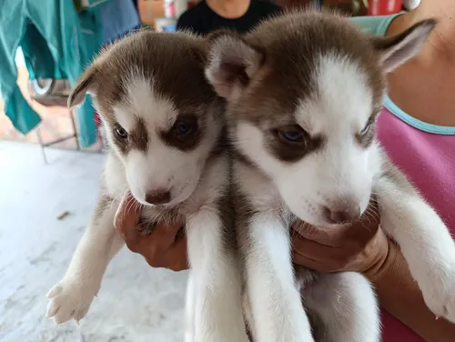 Husky Siberiano Macho De Pelaje Colorido, Bogotá D.c