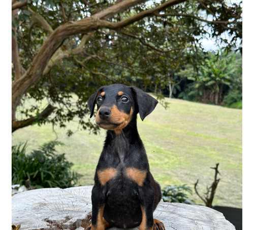 Venta De Doberman Puros Hembra