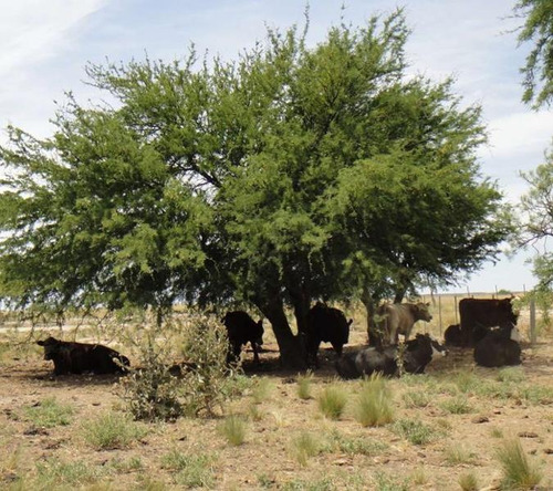 Imagen 6 de 12 de Campo - La Pampa. Caleu Caleu
