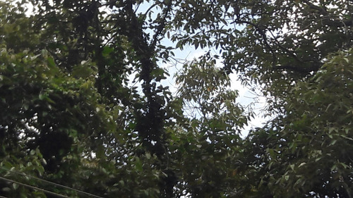Imagem 7 de 14 de Serra Da Cantareira Terreno Possiblidade De Permuta Parcial