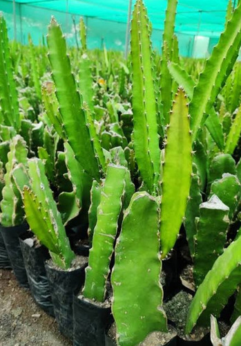 2 Pitahaya Cactus (dragón Fruit) Para Jardin O Huerto Pitaya