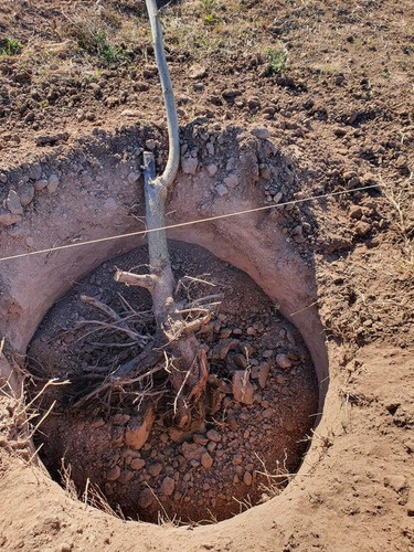 Imagen 5 de 26 de Chacra En Venta En San Nicolas De Los Arroyos - Plantación De Nuez Pecan En Producción