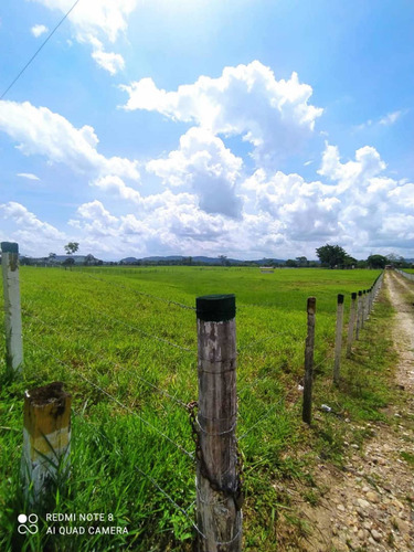 Imagen 7 de 13 de Finca Productiva En Tachira