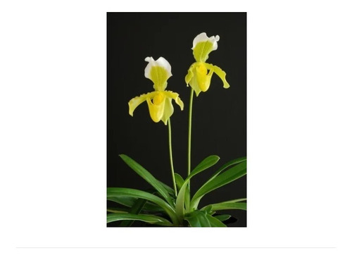 Orquídea Sapatinho Paphiopedilum Insigne Amarelo Adulta | MercadoLivre