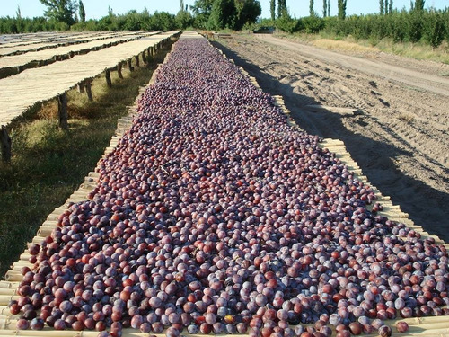 Imagen 6 de 10 de Venta De Finca En San Rafael Mendoza