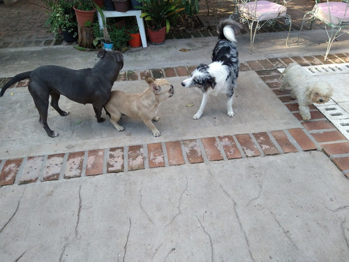 Imagen 8 de 9 de Pensionado Guarderia Canina_ Experiencia_seguridad_atención