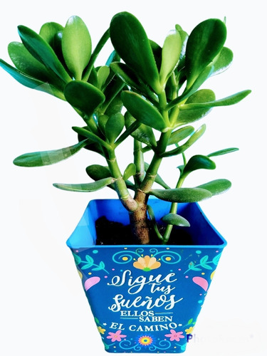 Crassula Ovata Árbol De Jade En Macetas 11° Lindas Frases 