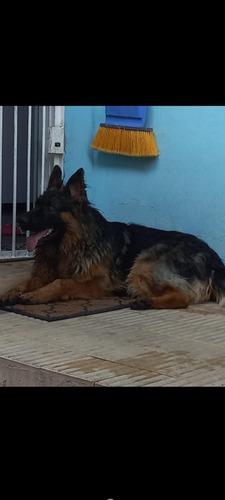 Imagen 5 de 10 de Hermosos Cachorros Pastor Aleman