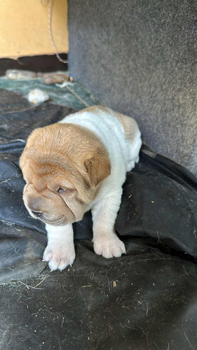 Sharpei