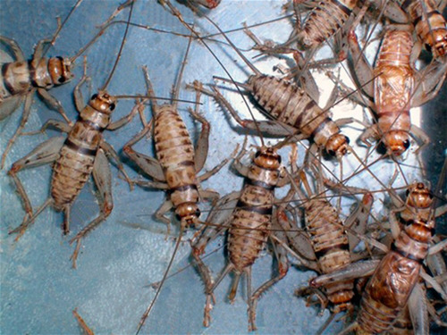 Imagen 1 de 4 de Grillos Grillo Blaptica Dubia Cucaracha Etc Alimento Vivo