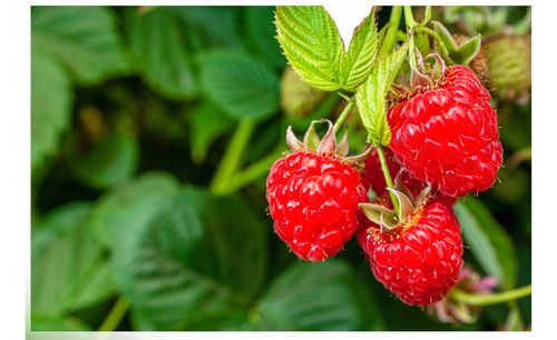 Frambuesa  Zarzamora Y Arandano  3 Plantas Frutos Del Bosque