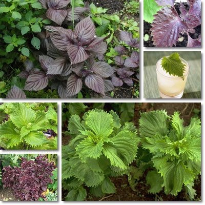 Shiso Perilla Frasco 100 Ml Extracto Gotas Envío Gratis