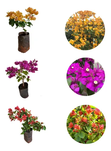 Kit 3 Plantas Primavera Amarela, Laranja E Roxa