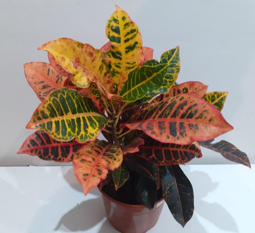 Imagen 2 de 3 de Croton Monalisa Planta Interior Exterior M19