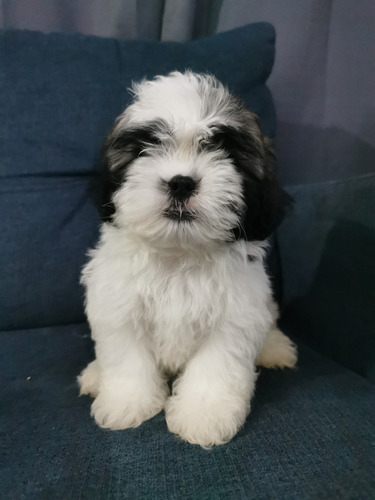 Shih Tzu Cachorros Machos