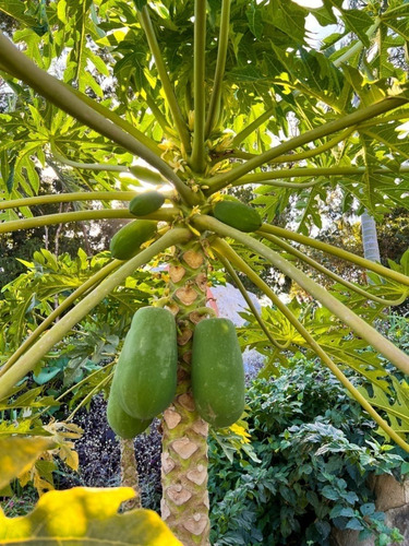 Terrenos Ecológicos En Venta Tulum
