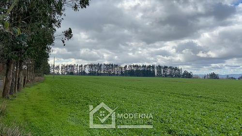 Campo 964 Ha. Con Uva, Forestal Y Forraje
