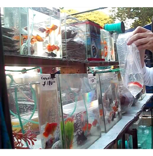 Vendo Puesto De Peces Y Accesorios Importante Feria