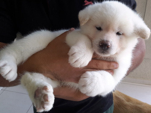 Filhote Akita Inu Legítimo- Branco - Linhagem Importada