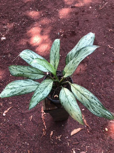 Aglaonema Dollar