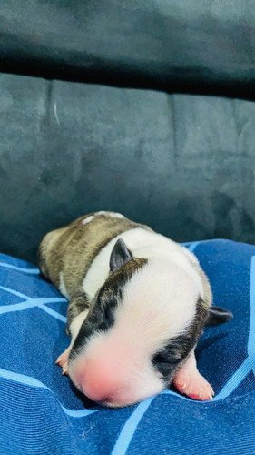 Imagem 5 de 5 de Filhotes De Bull Terrier Inglês