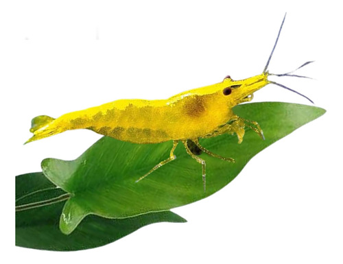 Neocaridinas 5 Yellow Golden Back (gambas)