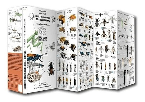 Guía De Los Insectos De Chile Central