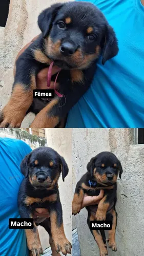 Filhotes De Rotweiller