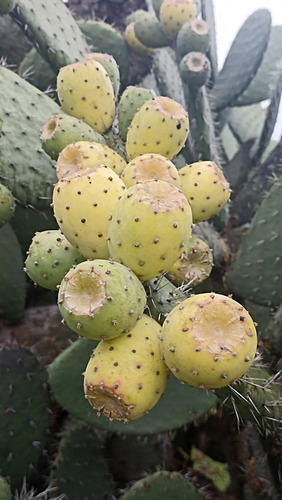 3 Pencas De Nopal Xoconostle, 3 Varidades Distintas, Lc