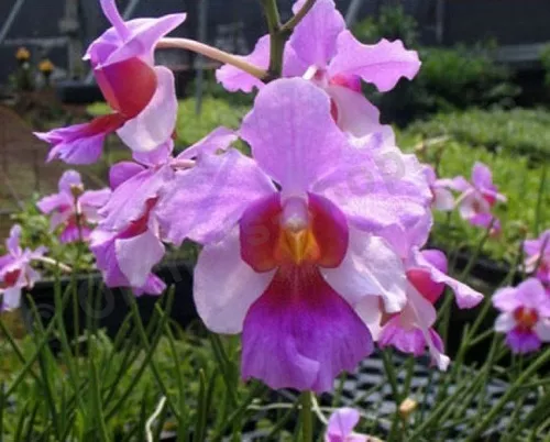 Venta De Orquídeas Vanda Teres | Meses sin intereses