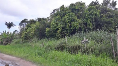 Imagem 5 de 5 de Terreno De Chácara No Bairro Gaivota, Em Itanhaém, Com 3.000 M² De Área Total, Próximo A Comércios, Escolas, Restaurantes