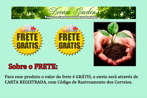 Imagem 9 de 9 de Goji Berry Do Tibet Lycium Chinense - Sementes Para Mudas