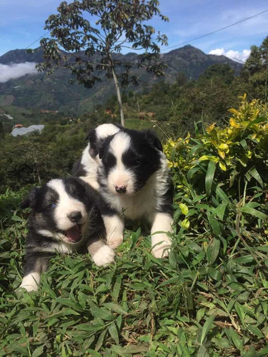 Imagen 3 de 8 de Cachorro Border Colli Cachorros Criadero Kanis
