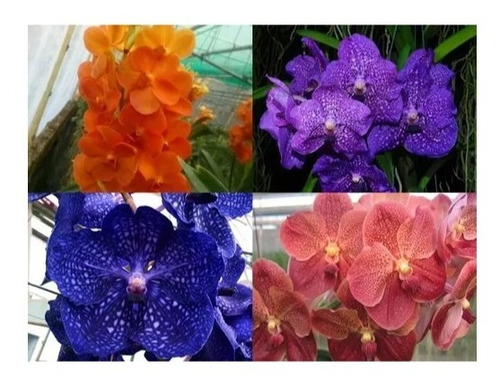 Orquídea Vanda Kit Com 5 Mudas De Cores Variadas
